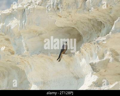 Eleonoras Falke (Falco Eleonorae) thront auf einer Kalksteinklippe auf Zypern. Stockfoto