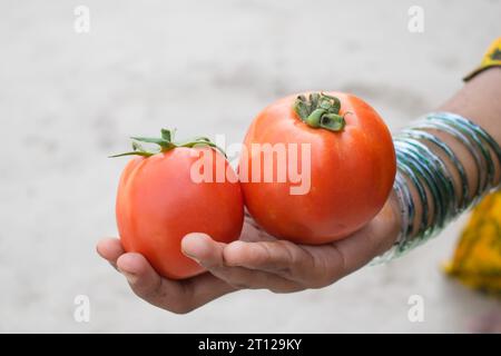 Nahaufnahme mit einem Haufen roter Tomaten zur Hand. An der Hand isolierte Tomaten. Ein paar Tomaten zur Hand. Rote geriebene Tomaten zur Hand. Tomatenzucht Stockfoto