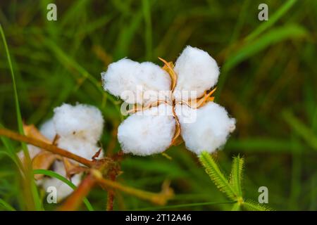 Gossypium Herbaceum Nahaufnahme mit frischen Samenkapseln. Baumwollboll hängt an der Pflanze. Mit selektivem Fokus auf das Thema. Nahaufnahme der weißen Baumwollblume Stockfoto