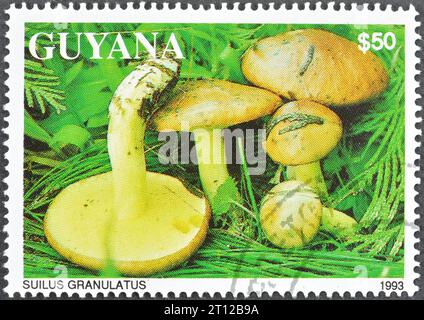 Gestempelte Briefmarke, gedruckt von Guyana, auf der weinende Pilze - Suilus granulatus, um 1993 zu sehen sind. Stockfoto