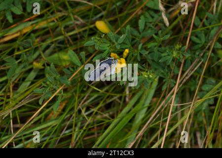 Everes Argiades Familie Lycaenidae Gattung Cupido Tail Cupid Kurzschwanz blauer Schmetterling wilde Natur Insektenfotografie, Bild, Tapete Stockfoto