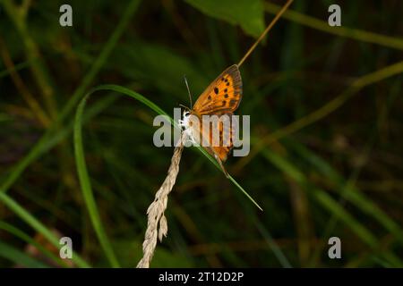 Lycaena virgaureae Familie Lycaenidae Gattung Lycaena knapper Kupfer Schmetterling wilde Natur Insektenfotografie, Bild, Tapete Stockfoto