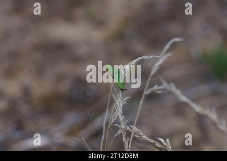 Callophrys rubi Familie Lycaenidae Gattung Callophrys Grüne Haarsträhne Schmetterling wilde Natur Insektenfotografie, Bild, Tapete Stockfoto