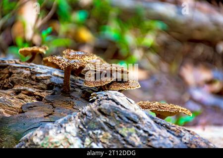 Einige Pilze sprießen auf dem Stamm eines umgefallenen Baumes inmitten des tropischen Waldes in Minas Gerais, Brasilien Stockfoto