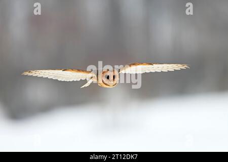 Mitteleuropäische Scheunenkeule (Tyto alba guttata), Erwachsene, fliegende Tiere, im Winter, im Schnee, Böhmischer Wald, Tschechische Republik Stockfoto