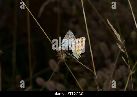 Paarung Polyommatus icarus Familie Lycaenidae Gattung Polyommatus Europäischer gemeiner Blauer Schmetterling wilde Natur Insektenfotografie, Bild, Tapete Stockfoto