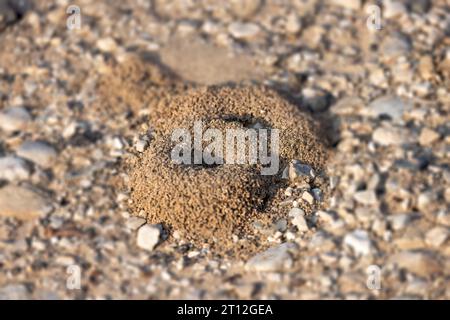 Ameisenhügel auf der alten Straße Stockfoto