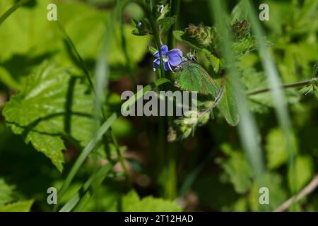 Callophrys rubi Familie Lycaenidae Gattung Callophrys Grüne Haarsträhne Schmetterling wilde Natur Insektenfotografie, Bild, Tapete Stockfoto