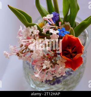 Blumen im Detail Nahaufnahme Fokus weißer Hintergrund Blumen im durchsichtigen Glas Blumenansicht von oben Flower close up Background Frühling Stockfoto