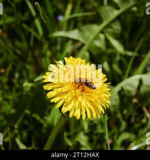 Blumen im Detail Nahaufnahme Fokus gelbe Blume Löwenzahn mit Biene im Detail grünes Gras im Hintergrund Frühlingsgelbe Blume Löwenzahn Stockfoto