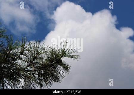 Dinge nach Sommers Rekordhitze. Stockfoto