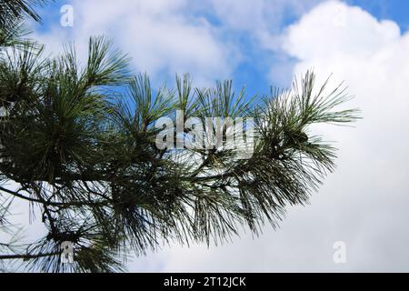 Dinge nach Sommers Rekordhitze. Stockfoto