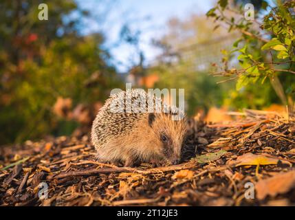 Ein kleiner Igel in einem Wald, der im Herbst spaziert Stockfoto