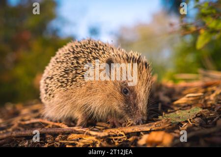 Ein kleiner Igel in einem Wald, der im Herbst spaziert Stockfoto