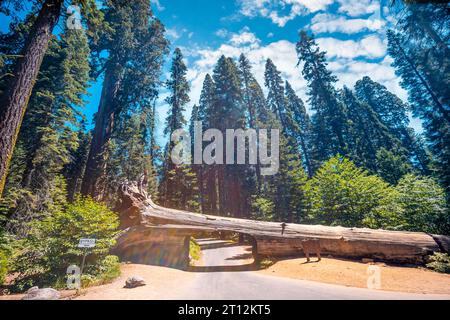 Der wunderschöne Tunnelbaum namens Tunnel Log im Sequoia National Park, wo täglich mehrere Autos vorbeifahren, Kalifornien. Usa Stockfoto