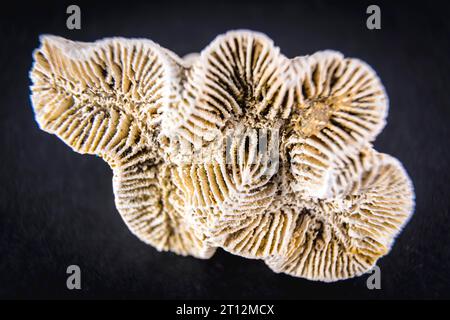 Fossiler weißer korallenschwarzer Hintergrund. Makrofotografie Stockfoto