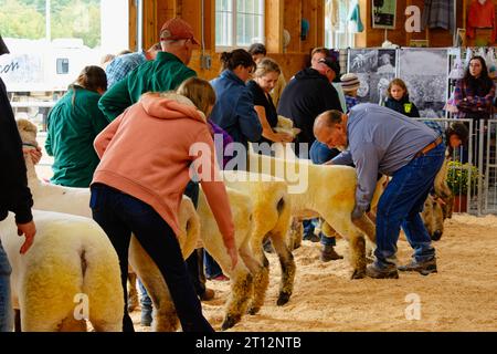 Deerfield Fair, New Hampshire 2023 - Eine Schlange von Schafen, die an einem bewölkten Tag darauf warten, vom Richter in der Scheune kontrolliert zu werden. Stockfoto