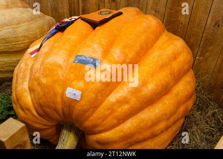 Deerfield Fair, New Hampshire 2023 – riesiger Gewinner von 1 kg und mehr Kürbis nach einem Wettbewerb in einer Holzscheune. Stockfoto