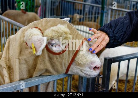 Deerfield Fair, New Hampshire 2023 - Eine Frau mit bunten Nägeln macht sich mit einem Schaf anfreundet, das auf ein Urteil wartet, indem sie sich sanft den Kopf reibt. Stockfoto