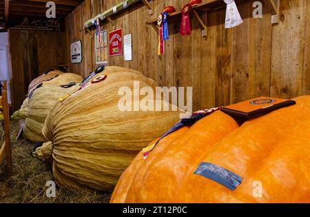 Deerfield Fair, New Hampshire 2023 – riesiger Gewinner von 1 kg und mehr Kürbis nach einem Wettbewerb in einer Holzscheune. Stockfoto