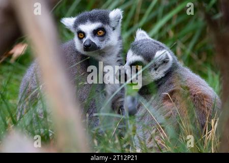 Ein Paar RingelschwanzLemuren (Lemur catta) im Gras Stockfoto