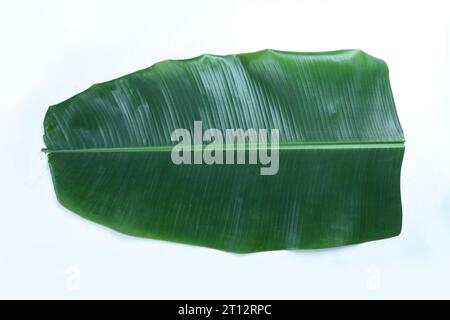 Frisches grünes Bananenblatt isoliert auf weißem Hintergrund. Stockfoto