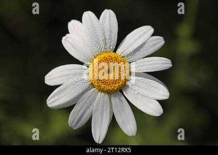 Ein Ochsenauge Gänseblümchen (Leucanthemum vulgare) mit Tautropfen auf den Blütenblättern, aus Herzegowina. Stockfoto