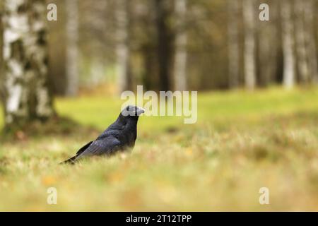 Raven – Corvus corax, auch bekannt als der westliche Rabe oder nördlicher Rabe, ist ein großer, ganz schwarzer Passerinvogel, sehr intelligent, auf der Wiese in spr Stockfoto