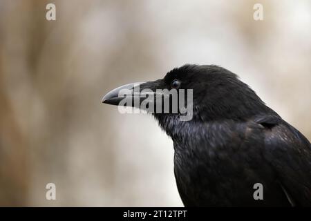 Der Rabe Corvus corax, auch bekannt als der nördliche Rabe, Herbst in Polen. Stockfoto