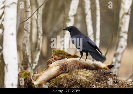 Schwarzer Rabe, corvus Corax, der sich dem toten Rotfuchs nähert, der auf dem Stein liegt. Wilder Vogel mit dunklen Federn und massivem Schnabel im Wald Stockfoto