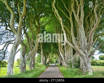Besucher der Touristenattraktion Dark Hedges in County Antrim, Nordirland - eine Straße mit Buchen entlang der Bregagh Road Stockfoto