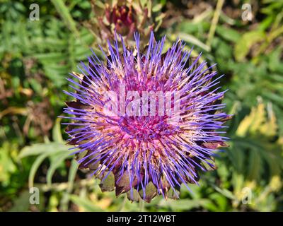 Die violetten und blauen Töne einer Artischockenblüte. Aufgenommen an einem sonnigen Tag in hellem Sonnenlicht. Stockfoto