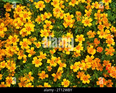 Eine Sammlung von gelben Ringelblumen, aufgenommen an einem sonnigen Tag bei hellem Sonnenlicht. Stockfoto