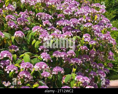 Eine Weite lila Hortensie, aufgenommen an einem sonnigen Tag im Sommer Stockfoto