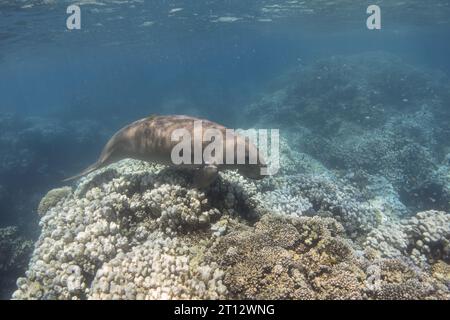 Dugong schwimmen über Korallenriff. Meerestier (Dugong dugon). Seekuh. Stockfoto