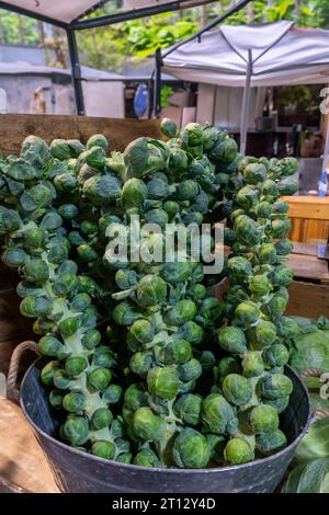 Rosenkohl mit Stielen werden auf einem Bauernmarkt im Freien verkauft. Stockfoto