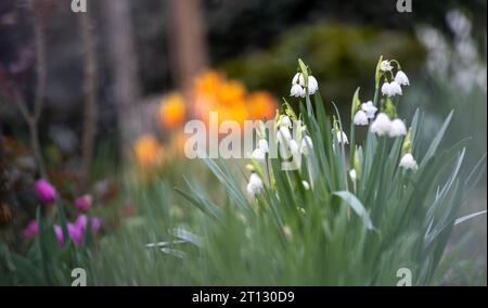 Blick auf den Garten mit Fokus auf die Frühlingsschneeflocken in voller Blüte Stockfoto