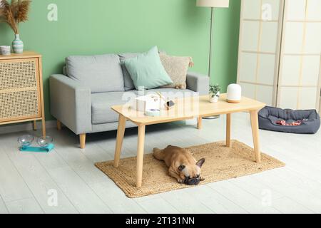 Süße französische Bulldogge liegt auf dem Teppich unter dem Tisch im Wohnzimmer Stockfoto