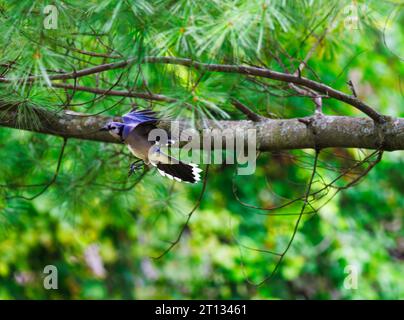 Blue Jays sind große Singvögel, die im Osten Nordamerikas beheimatet sind Stockfoto