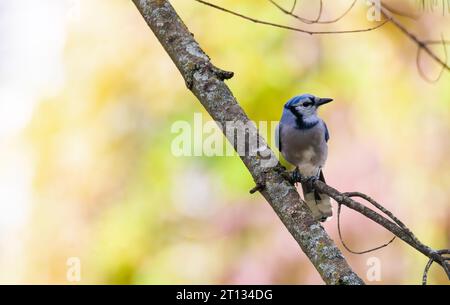 Blue Jays sind große Singvögel, die im Osten Nordamerikas beheimatet sind Stockfoto