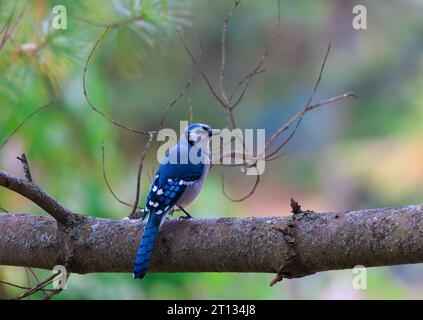 Blue Jays sind große Singvögel, die im Osten Nordamerikas beheimatet sind Stockfoto