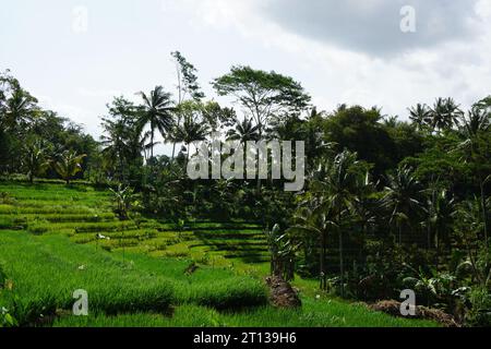 Stock Foto von der Natur im Dorf Stockfoto