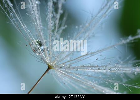 Samen der Löwenzahnblüte mit Wassertropfen auf verschwommenem Hintergrund, Makrofoto Stockfoto