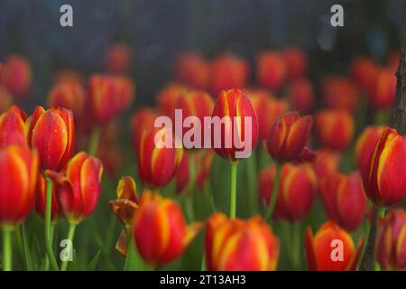 Rote Tulpen in der Mitte umgeben von Tulpen zusammen im Tulpengarten Stockfoto