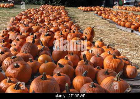 Hunderte von Kürbissen auf Paletten in sauberen Reihen, die auf einem Freiluftmarkt verkauft werden können. Stockfoto