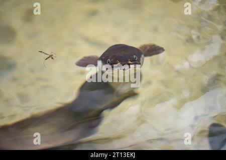 Ein Aal, wahrscheinlich eine bedrohte Art des Langflossenaals, da er in einem Gebirgsbach im Kaimai-Wald von neuseeland lag Stockfoto