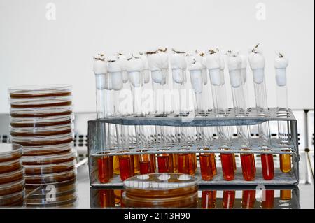 Reagenzgläser mit bakteriologischen Kulturen im Stativ Stockfoto