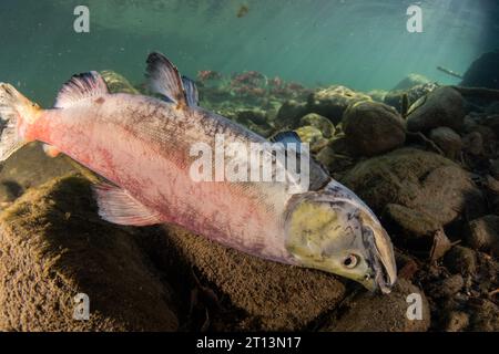 Kokanee-Lachs (Oncorhynchus nerka), die Fische sterben mehrere Tage nach dem Laichen und dieses Individuum liegt auf dem Grund eines Flusses. Stockfoto