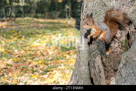 Kurioses, kleines rotes Eichhörnchen, das auf Baumstamm sitzt. Heller, sonniger Tag im Herbstpark. Stockfoto