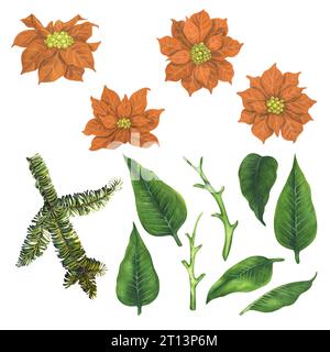 Aprikosenaquarell Weihnachtsbaumblüten mit Tannenzweigen und grünen Blättern die Elemente sind auf weißem Hintergrund isoliert. Stockfoto